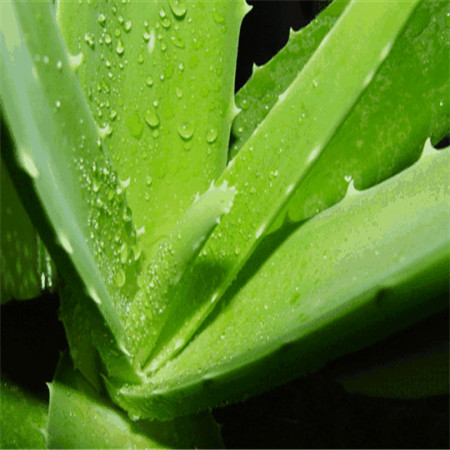 Aloe Vera Gel dice Aloe Vera Gel dice
